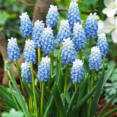 Muscari Szafirek Peppermint Szt Szafirki Cebulki Benex Sklep