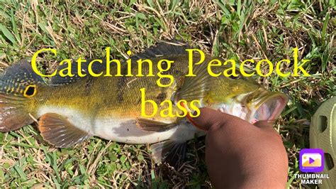 Catching Peacock Bass In Florida Canal Youtube