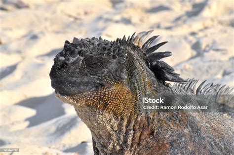 Galapagos Marine Iguanas Stock Photo - Download Image Now - Animal ...