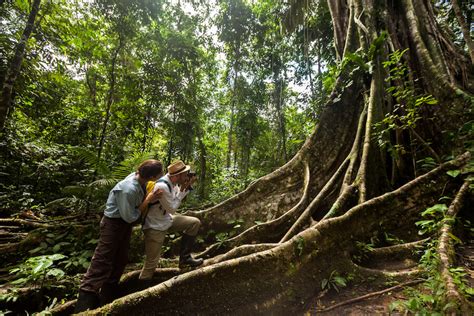 What Plants Are in the Amazon Rainforest? | Delfin Amazon Cruises ...