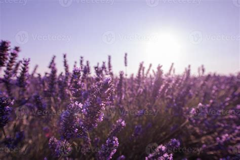 closeup purple lavender field 10371276 Stock Photo at Vecteezy