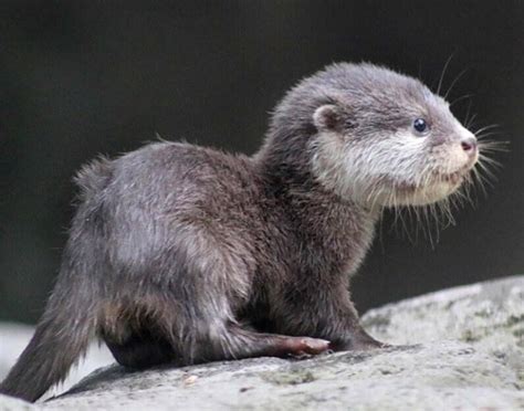 200+ Otter Names and the Cutest Names for Otters