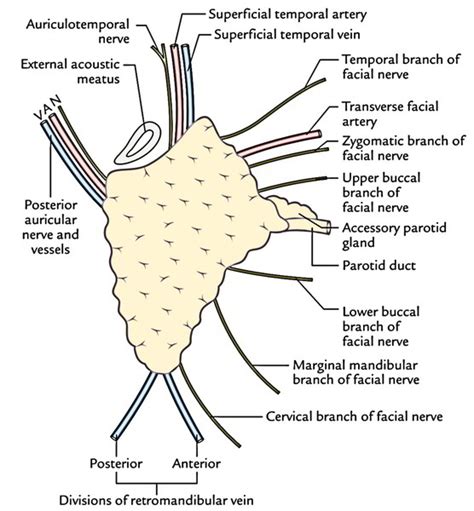 Parotid Gland Earth S Lab