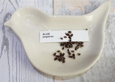 アロエ ペグレラエ 種子 Aloe Peglerae SEEDS Sayabo TOKYO