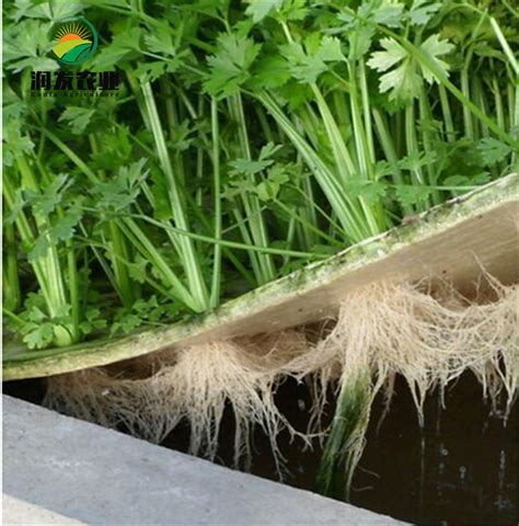 Dwc Hydroponic Floating Raft Growing Foam Board For Deep Water Culture