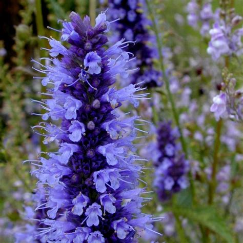 Korean Mint Seeds Blue Licorice Agastache Rugosa Price €185