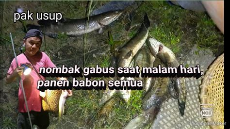 Nombak Ikan Gabus Saat Malam Hari Dapat Gabus Babon Semua YouTube