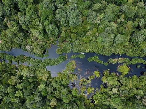 Semua Hal Yang Perlu Diketahui Tentang Hutan Hujan Tropis Restorasi Ekosistem Riau Rer