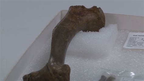 Limb bone of extinct 'bone-crushing dog' found at Gray Fossil Site