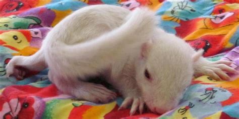 Sanctuary Staff Find An Animal They've Never Seen Before - The Dodo