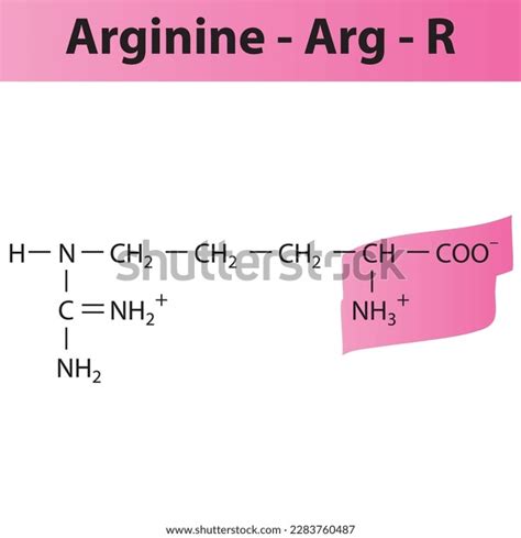 Arginine Arg R Amino Acid Structure Stock Vector Royalty Free