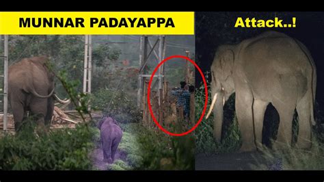 Munnar Padayappa Kerala Wild Elephants Elephant Attack Road