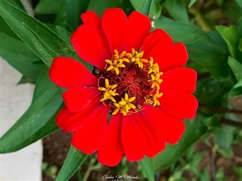 Rosa M Stica Zinnia Elegans Costa Rica Carlos M Morales Photography