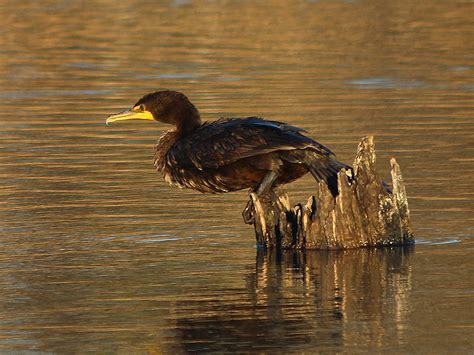 Double-crested Cormorant – Diving In – DFW Urban Wildlife