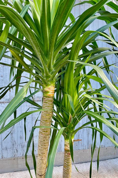 Dracaena Arborea Double 17 Sprout Home