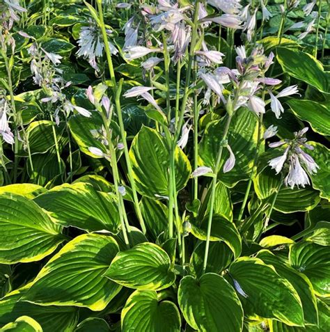 Hosta Fortunei Aureomarginata Blomsterfunkia C5