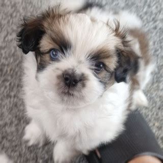 1 år gammal Blandras Shih tzu powderpuff chihuahua papillon säljs av