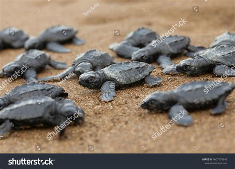 Birth De Olive Ridley Sea Turtle Stock Photo 1607679946 | Shutterstock