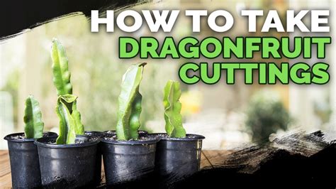 How To Take Dragonfruit Cuttings