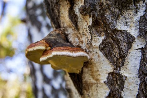 Chaga Mushroom - HealthSurgeon - Healthy Living and Fitness - Purium Coupon