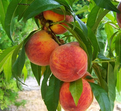 Photo gratuite: Peach, Fruits, Mature - Image gratuite sur Pixabay - 846962