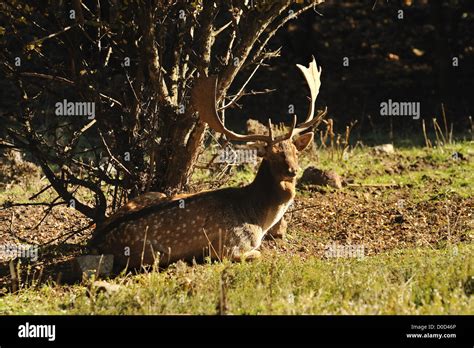 fallow deer with big antlers Stock Photo - Alamy