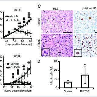 Inhibition Of Plk By Bi Suppressed In Vivo Tumor Growth A Bi