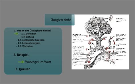 Kologische Nische L S Q Biologie By Laura Matzaraki