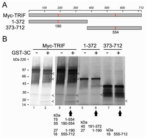 Figure S5 Cleavage Of In Vitro Translated TRIF By Purified GST 3C Pro