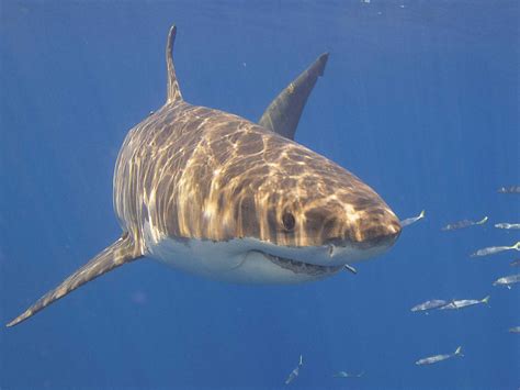 Great White Shark Fish Facts | Carcharodon carcharias - AZ Animals