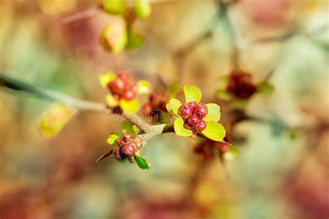 Ripe Yellow Fruits Of A Quince Japanese Chaenomeles Japonica Thunb