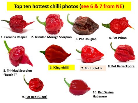 Production technology of king chilli by dr. ps. mariam anal | PPT