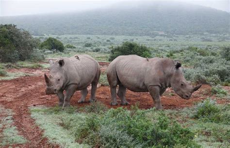 Rhinos Shamwari Private Game Reserve South Africa Humboldt Travel