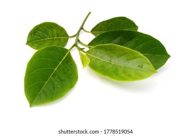 Leaves Jackfruit Tree Isolated On White Stock Photo 1778519054 | Shutterstock