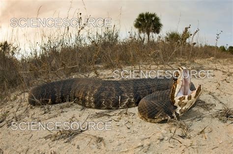 Photograph | Water Moccasin | Science Source Images