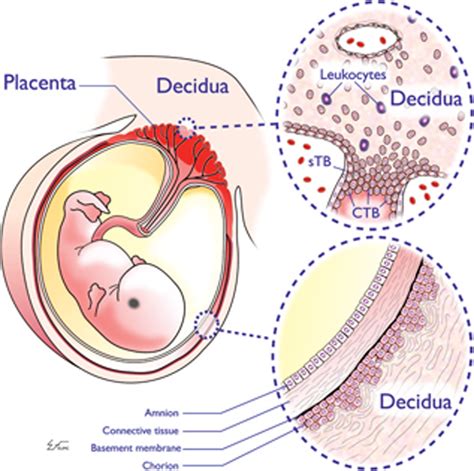 Hla‐g And Immune Tolerance In Pregnancy Hunt 2005 The Faseb