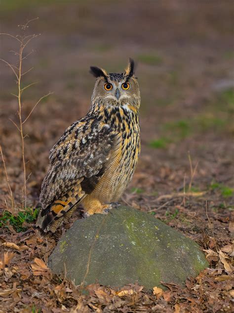 David Lei On Twitter Flaco The Escaped Eurasian Eagle Owl Of Central