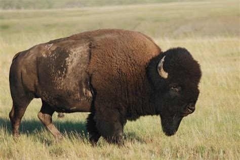 Bison | Breeds of Livestock