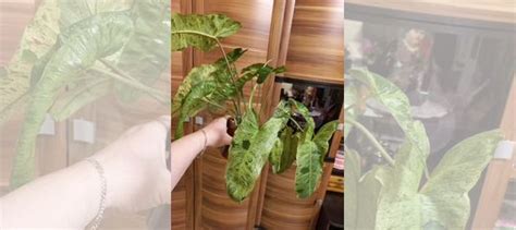 Комнатные растения купить в Иркутске | Товары для дома и дачи | Авито