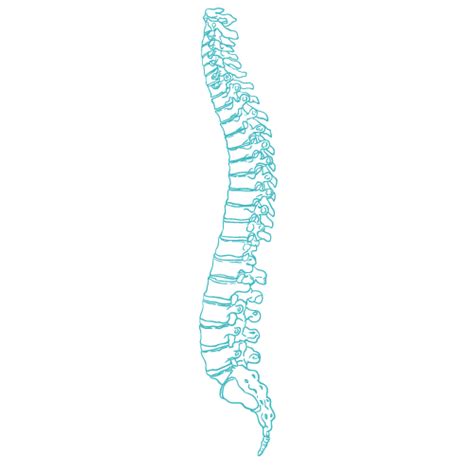 Diagrama De La Columna Vertebral Que Muestra Al Hombre 59 OFF