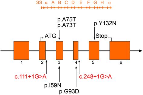 Organization Of The Rbp4 Protein And Gene And Review Of Mutations