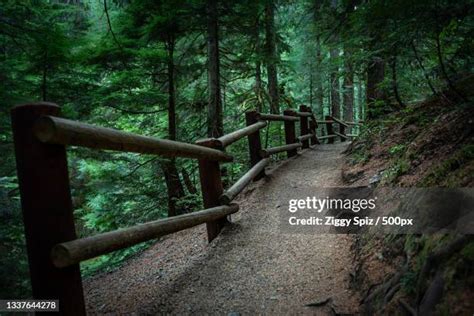 1,352 Seattle Forest Stock Photos, High-Res Pictures, and Images ...