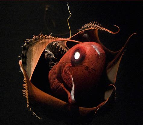 Vampire Squid Bbc Science Focus Magazine July 2023