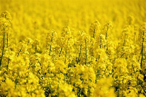 В чем польза и вред рапсового масла? - Agrotrend.ru