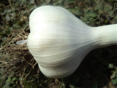 Сорта Зимнего Чеснока С Фото — Фото Картинки