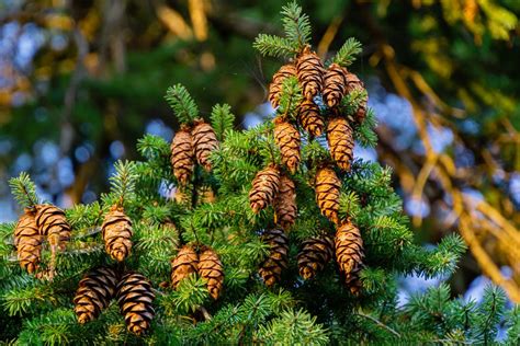 Identifying The Most Common North American Conifers