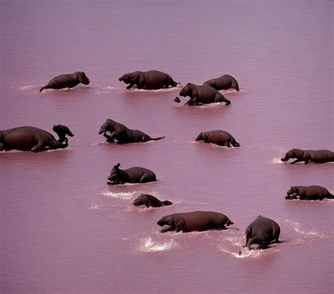 A Mm Photography Kodachrome Colour Of Hippos Stable