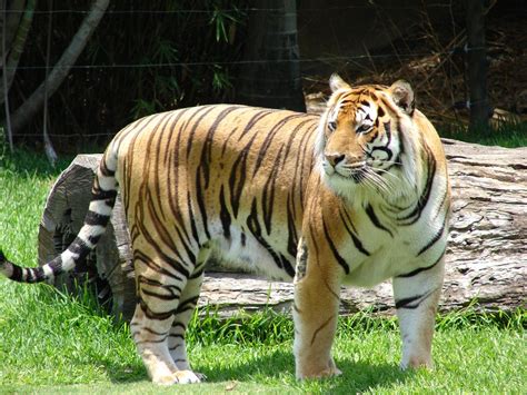 Tiger at Dreamworld jigsaw puzzle in Animals puzzles on TheJigsawPuzzles.com