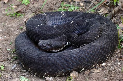 Arizona black rattlesnake (Crotalus cerberus) | Venomous animals ...