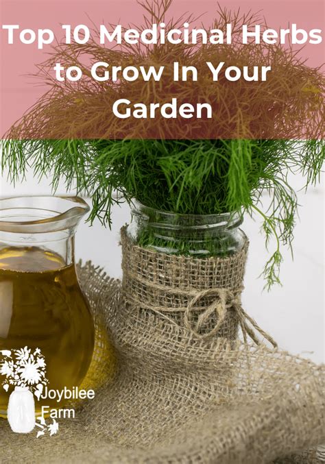 Top 10 Medicinal Herbs To Grow In Your Garden Joybilee Farm